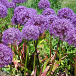 250 Large Allium Seeds, Ornamental Flower Seeds, Tall Purple Allium Blooms for Garden Beds, Borders