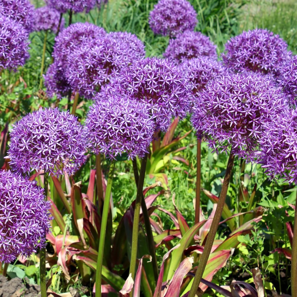 250 Large Allium Seeds, Ornamental Flower Seeds, Tall Purple Allium Blooms for Garden Beds, Borders