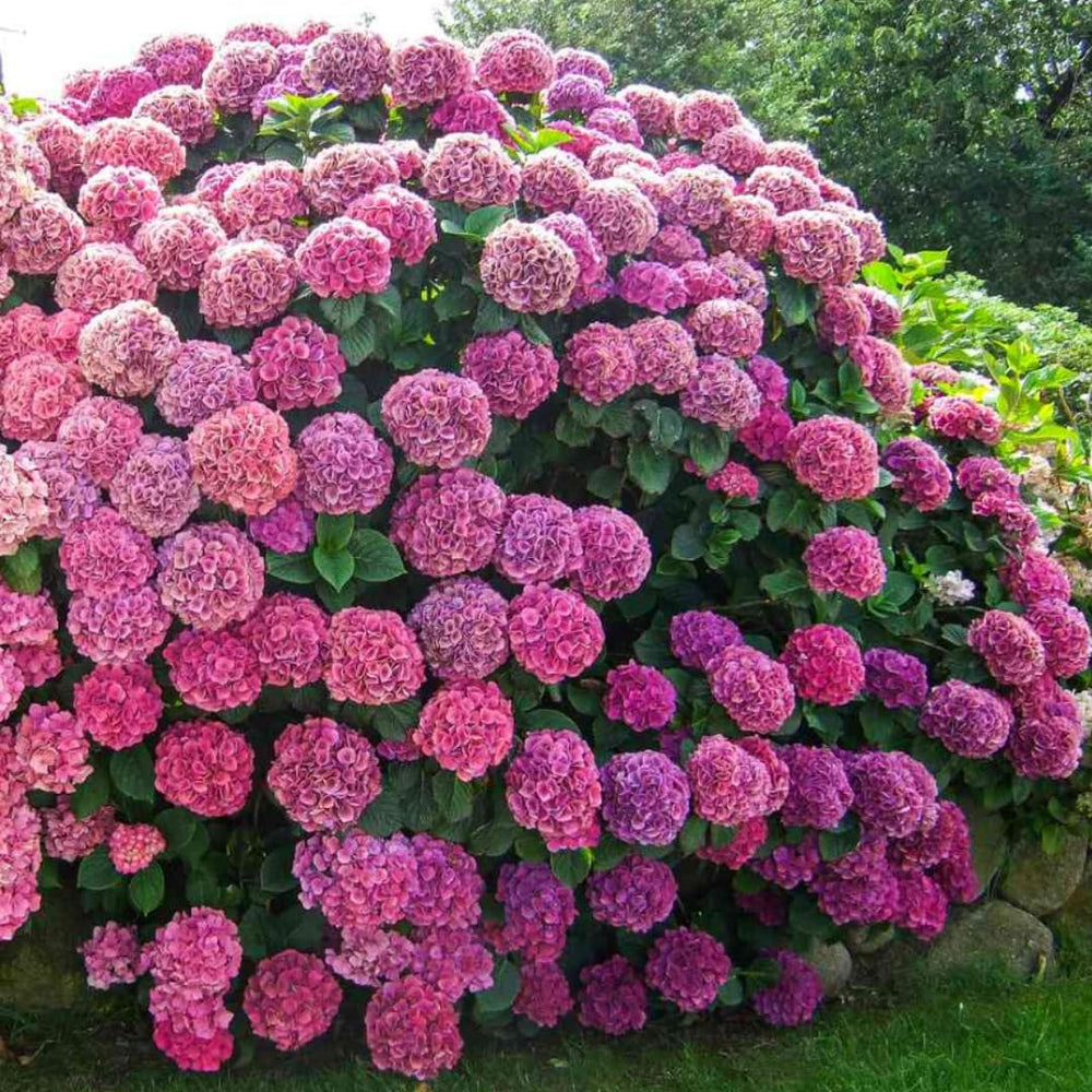 Set 2 Hydrangea Live Plants, Pink to Blue Hydrangea Bushes Shrubs Trees Live Plants in 4” Pot, Live Hydrangea Well Rooted for Planting