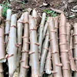 Set of 5 Yuca Cassava Cuttings, 6-8 Inches Tall, Sweet Manihot Stems Live Plant Cuttings for Planting