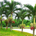 Palm Tree Live Plant Indoor Outdoor, Rare Succulent Palm Houseplant for Indoor or Outdoor Growing, 1 Gallon Pot, Bright Red Fruit