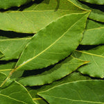 Live Bay Leaf Tree Plants, 2 Laurus Nobilis Sweet Bay Plants, 5-7 Inch, Home Garden