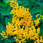 2 Butterfly Milkweed Plants Live, Asclepias Tuberosa Tropical Milkweed Flowers for Butterfly Garden, 4-9" Tall Perennials, No Pot Included (Yellow Milkweed)