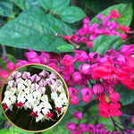 Pack 4 Clerodendrum Bleeding Heart Plants Live, 5-10 Inch Tall, Clerodendrum Bleeding Heart Vine, Bell Shaped Flowers (Mixed Bleeding Heart)