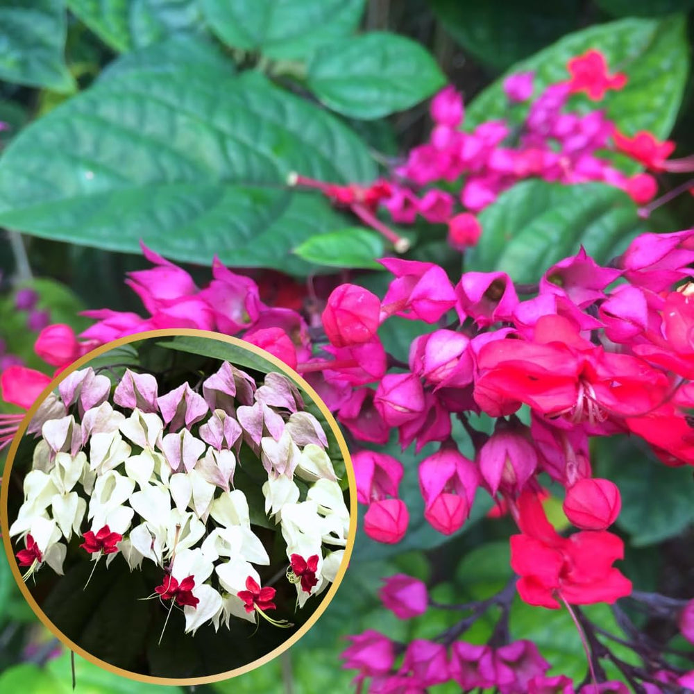 Pack 4 Clerodendrum Bleeding Heart Plants Live, 5-10 Inch Tall, Clerodendrum Bleeding Heart Vine, Bell Shaped Flowers (Mixed Bleeding Heart)