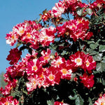 Fragrant Climbing Rose Live Plant, Well Rooted 5-9" Tall, No Leaf, Indoor Outdoor Climber, Rose Bush, Hybrid Tea Rose Like (Fourth of July)