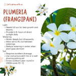 Plumeria Plant Live, 2-3 Feet Tall in 1 Gallon Pot, Frangipani Flowering Tropical Plant (White Plumeria)