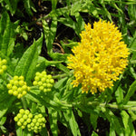 2 Butterfly Milkweed Plants Live, Asclepias Tuberosa Tropical Milkweed Flowers for Butterfly Garden, 4-9" Tall Perennials, No Pot Included (Yellow Milkweed)