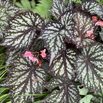 2 Live Begonia Angel Wing Maculata Set, Size 5-9 Inch Tall, Summer Polka Dot Begonia Plants, Indoor Outdoor Decorative Houseplants