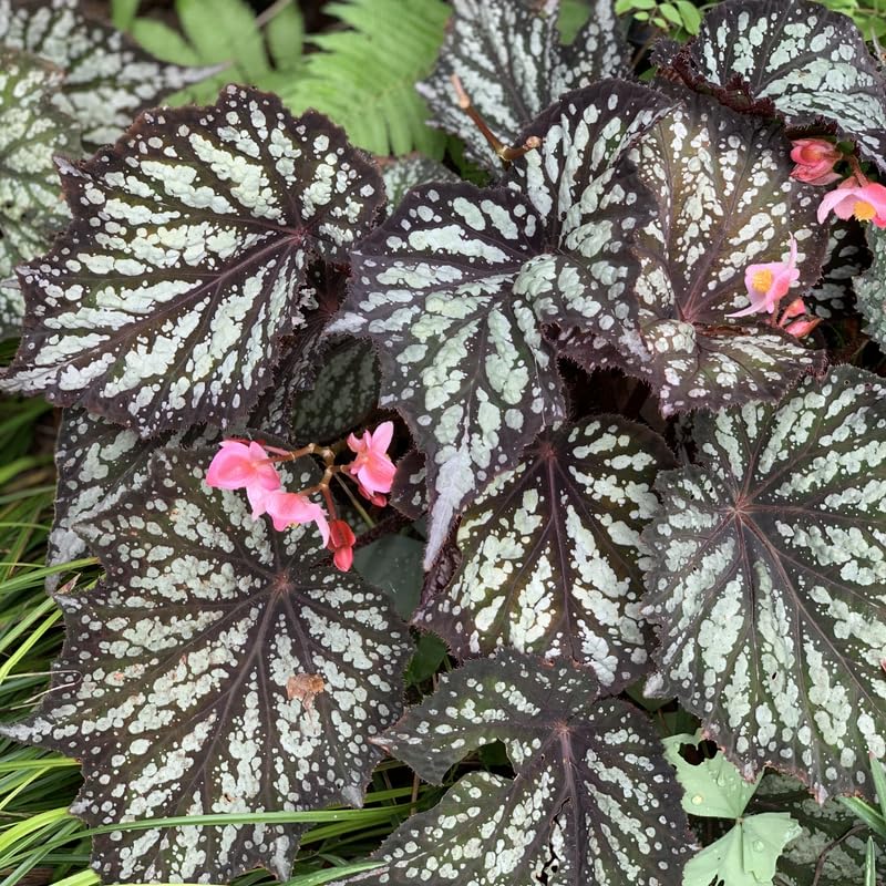 2 Live Begonia Angel Wing Maculata Set, Size 5-9 Inch Tall, Summer Polka Dot Begonia Plants, Indoor Outdoor Decorative Houseplants