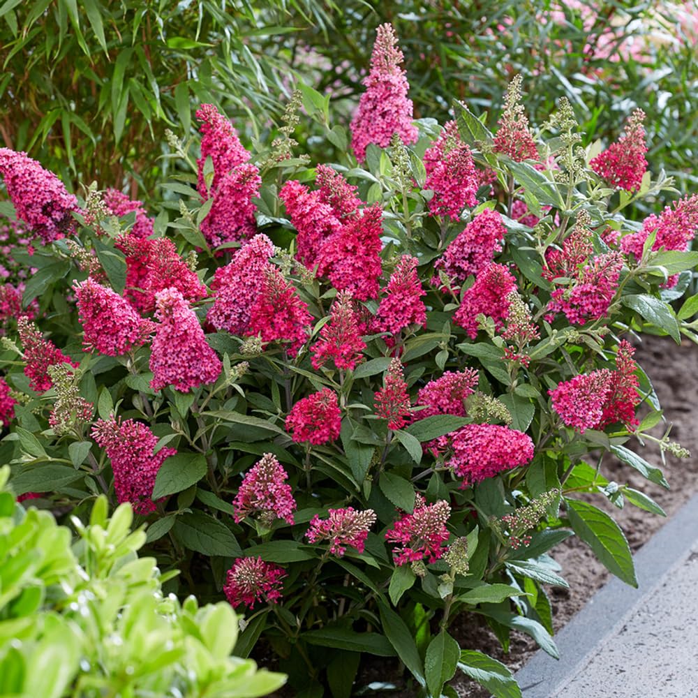 Butterfly Bush Plant Live, Perennial Buddleia Bushes Ready to Grow Outdoor 4-8 Inches (Dark Pink Buddleia)