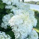 2 Random Change Color Hydrangea Live Plants, Hydrangea Tree Plant, 4-6 Inches Tall, Indoor Outdoor Decorative Flowering Plant, Summer Planting