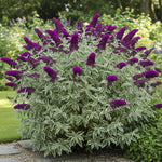 2 Vibrant Buddleia Butterfly Bush Plants Live, Butterfly Bushes Plant for Outdoor Garden, 5 to 9 Inch Tall Perennial Coloful Flowers Plant, No Pot (Random)