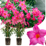 2 Mandevilla Plants Live, 4-6'' Tall, Mandevilla Flower Plants, Vibrant Flowers Plant for Outdoor Growing