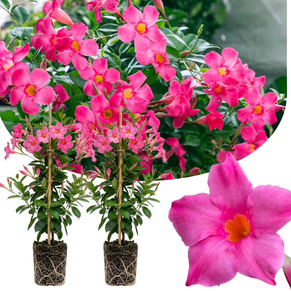 2 Mandevilla Plants Live, 4-6'' Tall, Mandevilla Flower Plants, Vibrant Flowers Plant for Outdoor Growing