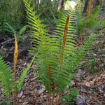 10 Lady Ferns Live Plants Outdoor, Live Ferns for Outdoors, Hardy Perennial Fern Rhizomes Roots Bare Roots