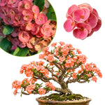 Crown of Thorns Plant Live, Euphorbia Milii Succulent Live Plant, 4-8 Inch Tall Flowering Houseplant with Year-Round Blooms, No Pot (Salmon)