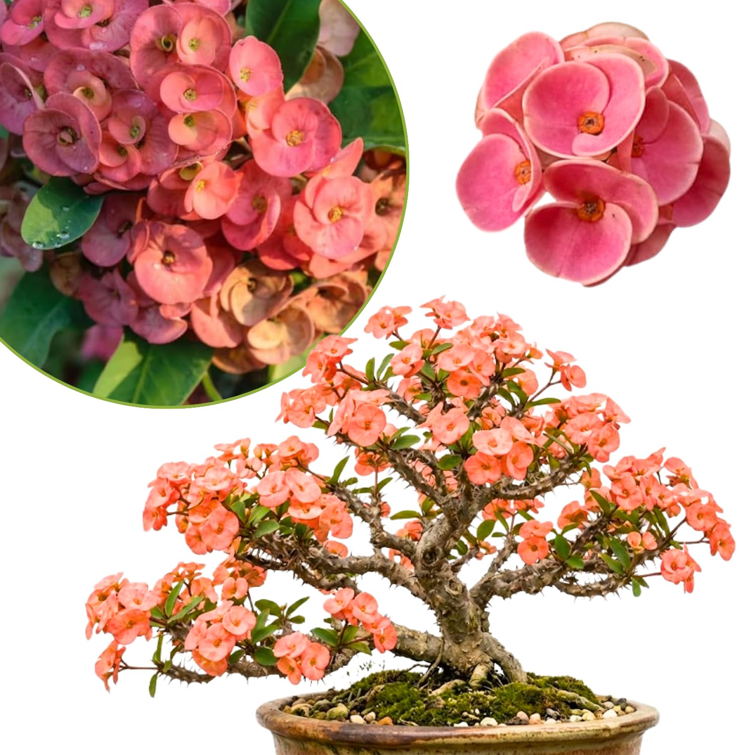 Crown of Thorns Plant Live, Euphorbia Milii Succulent Live Plant, 4-8 Inch Tall Flowering Houseplant with Year-Round Blooms, No Pot (Salmon)