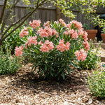 Dwarf Salmon Oleander Plant Live, Oleander Live Plant, 5 to 7 Inches Tall, Flowering Ornamental Shrub, Easy Care Outdoor Plant