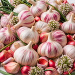 4 XL Size Chesnok Red Garlic Bulbs for Planting Outdoors, Heirloom 0.5 Pound, 4-5 Jumbo Bulbs Garlic for Fall Planting