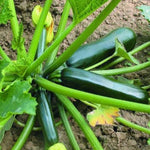 2 Green Zucchini Plants Live, 4 Inc Potted, Fast Growing Squash Vegetable Garden Plants