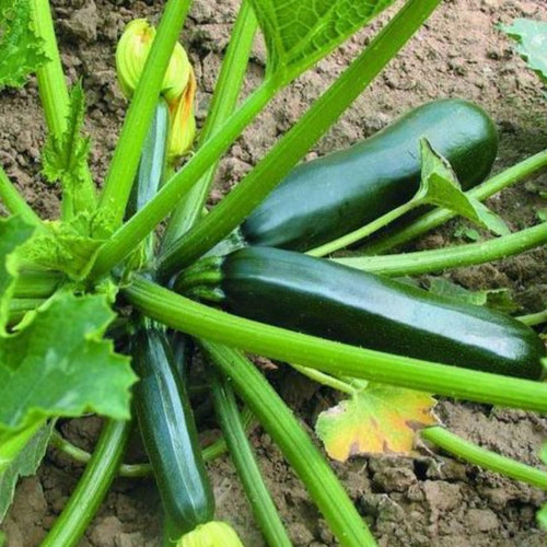 2 Green Zucchini Plants Live, 4 Inc Potted, Fast Growing Squash Vegetable Garden Plants
