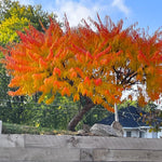 2 Sumac Trees Live Plants Bare Roots, Dormant 1-2 Feet Tall, Hardy Shrub Fragrant Ground Cover for Landscaping