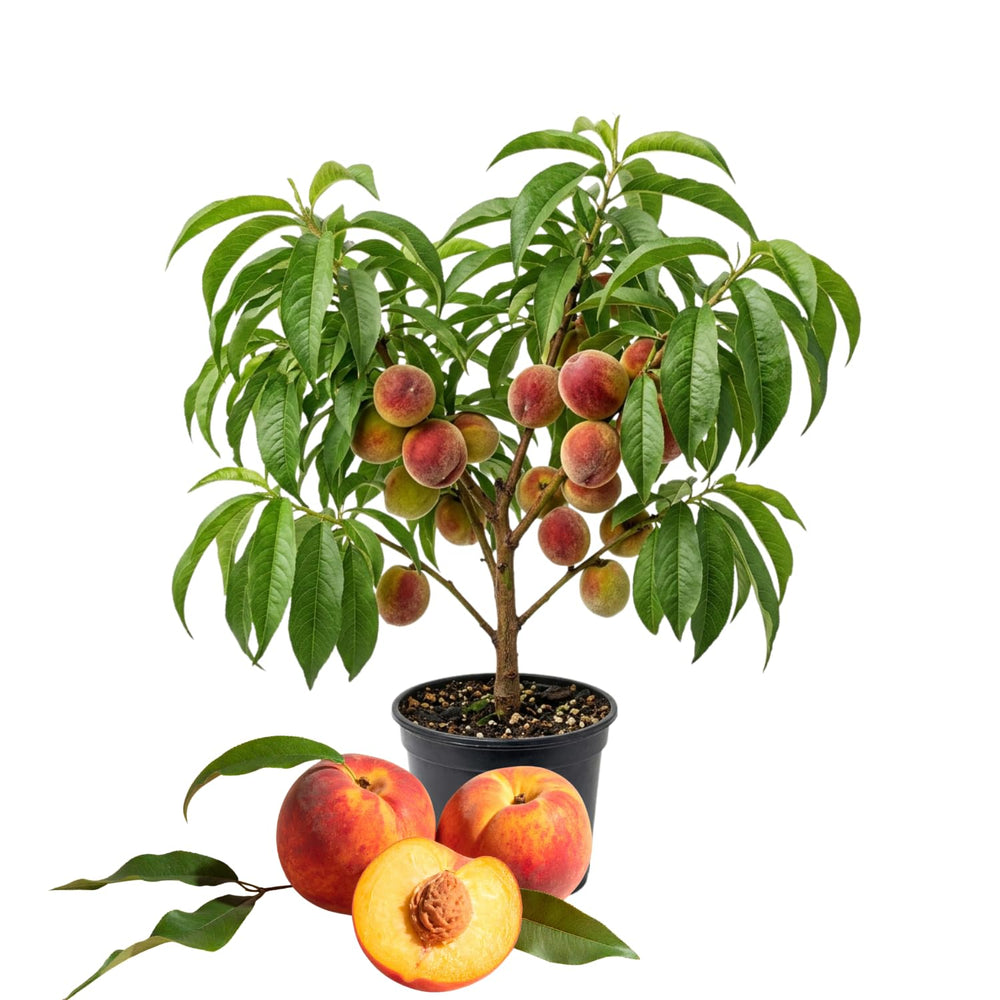 Ruby Peach Tree Live Plant, Tropical Fruit Tree, 1-2 Ft Tall