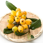Loquat Tree Live Plant, Loquat Plant, 4 Inc Pot, Sweet Fruit Tree Garden