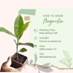 2 Magnolia Tree Cuttings, Hardy Fragrant Magnolia Flowering Tree, Well Rooted Cuttings 8–12 Inches for Outdoor Garden (Ann Magnolia Cuttings)