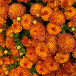 Chrysanthemum Plants Live 4 to 7 Inch Tall, Mums Live Plants, Vibrant Perennial Mum Plant for Planting in Garden (Orange)
