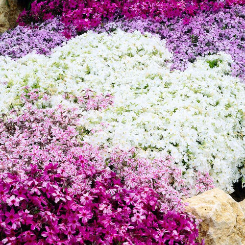 2 Assorted Creeping Phlox Plants Live, Ornamental Phlox Flowering Groundcover for Garden and Borders, 4 to 8 Inch Tall