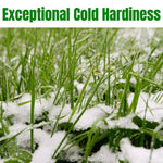 5 Pound Rye Cover Crop Seeds, Cereale Rye Cover Crop Seeds for Garden Beds and Outdoor Growing