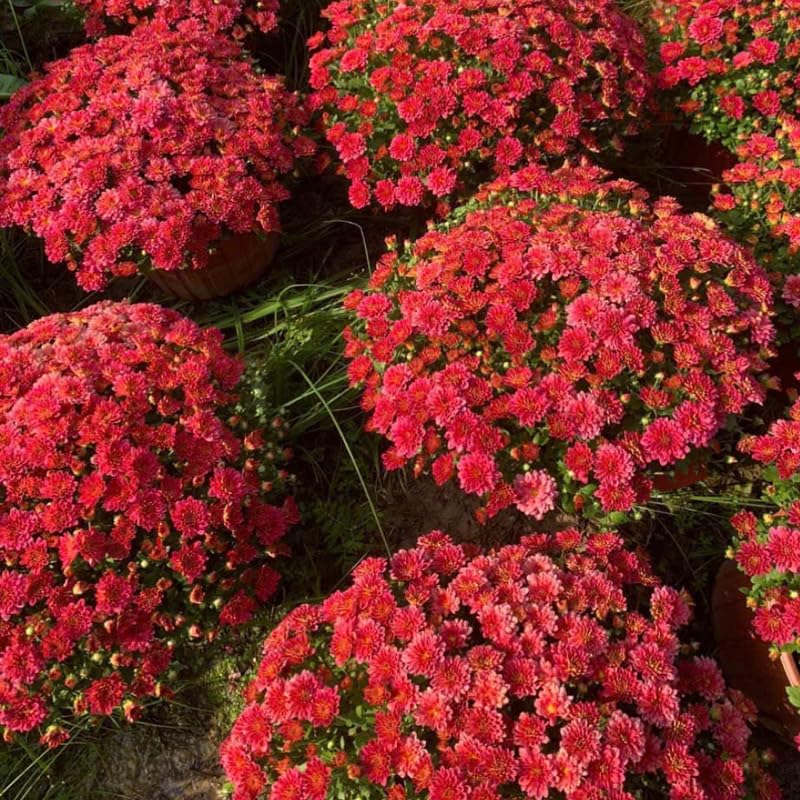3 Hardy Chrysanthemum Plants Live, Mums Plants Live, 5 to 7 Inc Tall, Chrysanthemum Flowers Perennials Gardening Outdoor