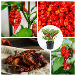 Pepper Plant Live for Planting, Hot Pepper Plant, 4-6 Inc Tall, 4 Inc Pot, High Yield Peppers Seedling for Backyard Vegetable Garden