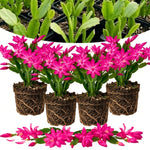 4 Christmas Cactus Plants Live, 5-9 Inch Tall (Pink)