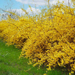 Lynwood Gold Forsythia Bush 6 to 12 Inch Tall, in Pot, Fragrant Forsythia Flower, Yellow Forsythia Plant Live for Planting