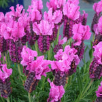 02 Lavender Plants Live Indoor Outdoor Spring Planting, Size 5-9" in Tall, Fragrant Bush for Indoor Outdoor Growing, Spring Bloom (Spanish Lavender)