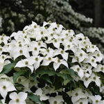 Kousa Dogwood Trees Live Plants 6 Inc -1 Feet Dormant, Live White Kousa Flowering Dogwood Trees Shrubs for Planting Outdoors