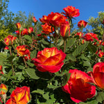 Rose Live Plant, Roses Flower Plant, Fragrant Flower for Planting, 4-6 Inches Tall, Bush Shrub Plants, Well Rooted, Ready to Grow (Orange Rose)
