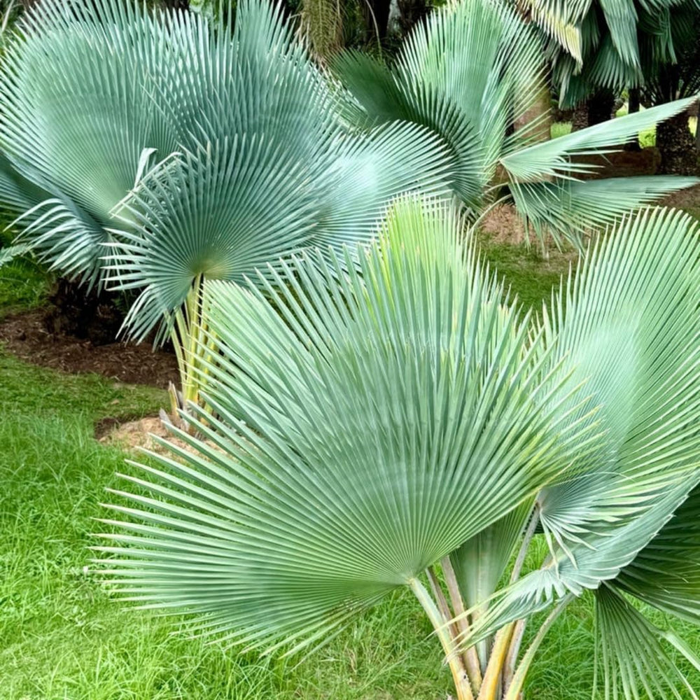 Live Palm Tree Plant in 3 Gallon Pot, No CA, Large Fully Rooted Size, Ready to Plant for Home Décor Indoor Outdoor Landscape, Rare Palm Trees, Giant Palm