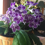 Grape Ice Streptocarpus Lady Slipper Plants in 3.25 Inch Pot, Live Flowering Houseplant for Patio, Containers and Indoor Gardening