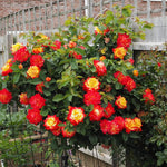 Climbing Roses Live Plants, Golden Orange Rose Climbing Bushes for Planting, No Pot, Cut Back, Well Rooted, No Leaf for Planting