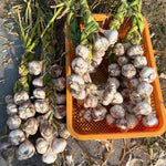 1 Pound Garlic for Planting in Spring, Mix Random, 5-6 Assorted Garlic Bulbs for Planting, Fresh and High Yield Bulb Variety Pack, Hardy and Fast Growing Softneck Hardneck