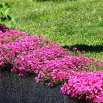 Pink Creeping Phlox Live Plant, 4-7 Inch Tall Ground Cover Perennial for Outdoor Landscaping