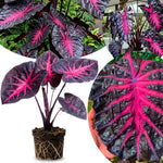 Colocasia Elephant Ears Live Plant, Alocasia Plant, Esculenta Taro Live Houseplant, 5-7 Inc Tall (Red Black)