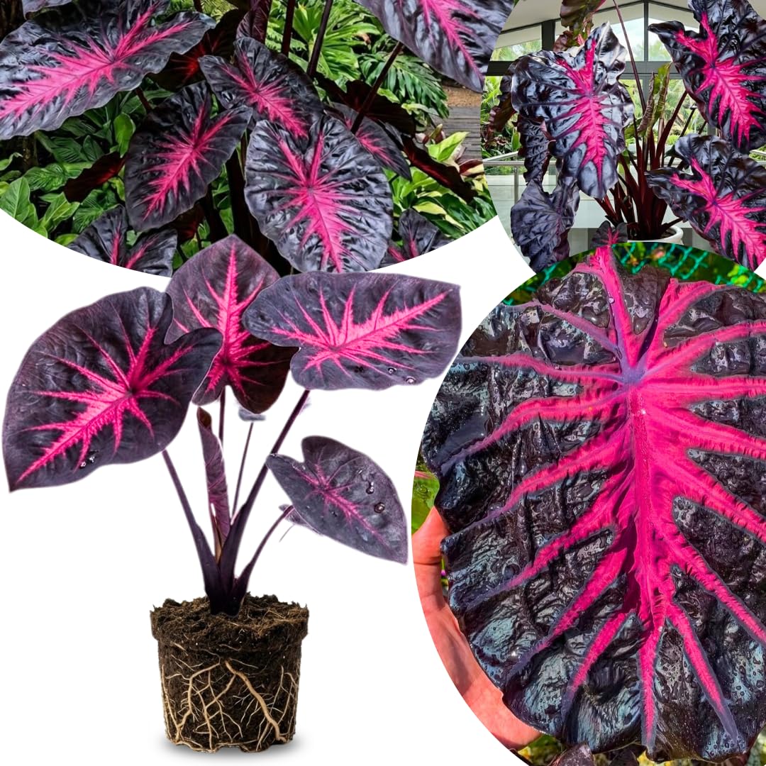 Colocasia Elephant Ears Live Plant, Alocasia Plant, Esculenta Taro Live Houseplant, 5-7 Inc Tall (Red Black)