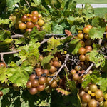 2 Rare Grape Vines Live Plants, Sweet Starter Grapevine from 5 to 8 Inches in Tall, Easy to Grow Indoor Outdoor, No Pot (Bronze Muscadine)