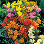 Pack 2 Milkweed Live Plants, Butterfly Milkweed Shrub, Asclepias Tuberosa Plants 4-8 Inches (Assorted)