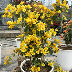 Bougainvillea Tree Live Plant, 5 to 9 Inches Tall, Outdoor Landscaping Trailing Flowering Vines for Trellis, Spring Garden (Yellow)